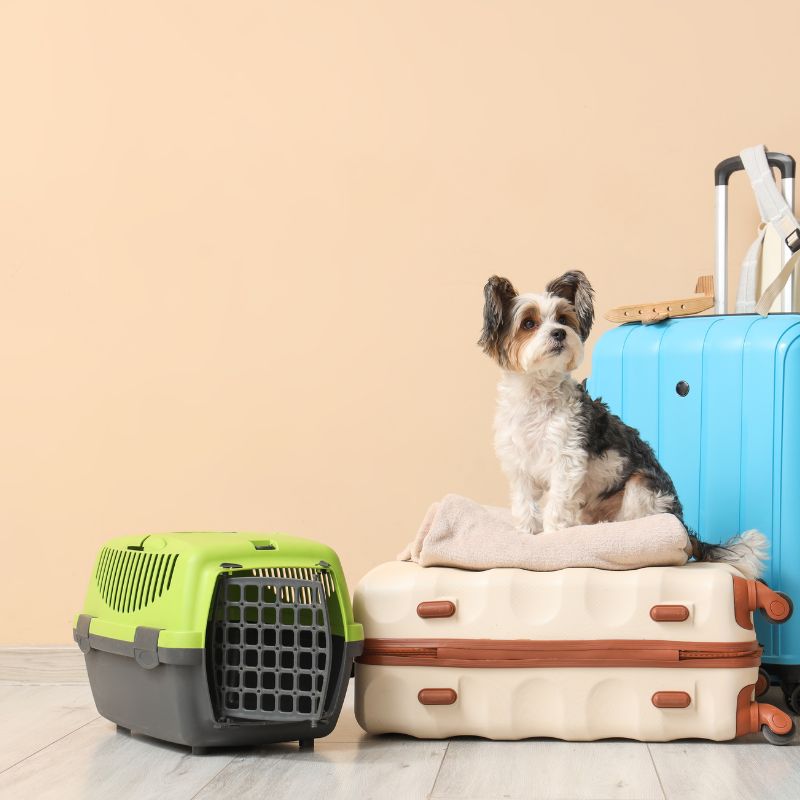 Pet Moving Services